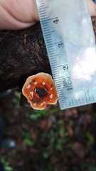 Podoscypha petalodes