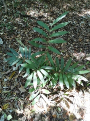 Zamia loddigesii