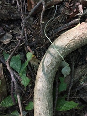 Phellodendron japonicum