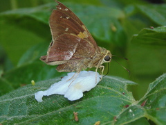 Aguna asander asander