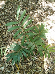 Zamia loddigesii