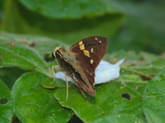 Aguna asander asander