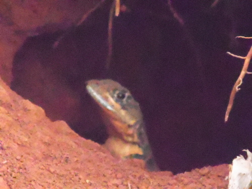 Amazon Lava Lizard, photo 6 of 10