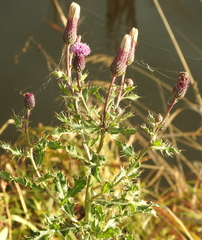 Cirsium arvense arvense