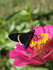 Mysoria barcastus