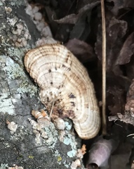 Daedaleopsis confragosa confragosa