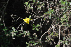 Columellia oblonga