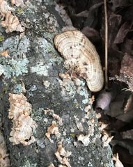 Daedaleopsis confragosa confragosa