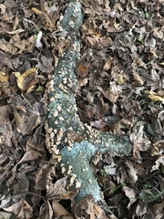 Daedaleopsis confragosa confragosa