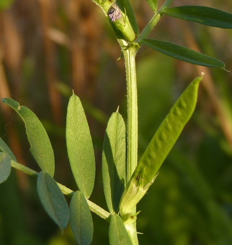 Vicia sativa