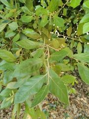 Quercus oleoides