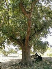 Quercus oleoides