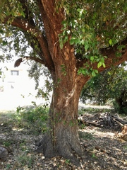 Quercus oleoides