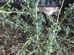 Ceanothus parvifolius