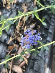 Ceanothus parvifolius