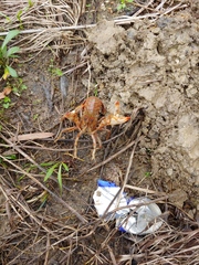 Lacunicambarus dalyae