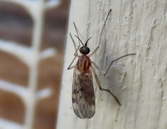 Sylvicola fenestralis