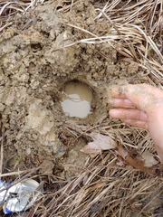 Lacunicambarus dalyae