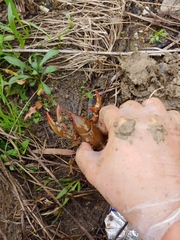 Lacunicambarus dalyae