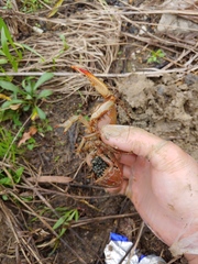 Lacunicambarus dalyae