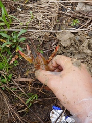 Lacunicambarus dalyae