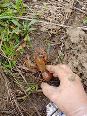 Lacunicambarus dalyae