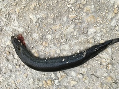 Siren lacertina