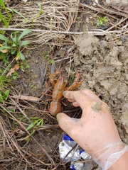 Lacunicambarus dalyae