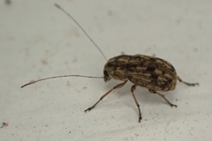 Exillis