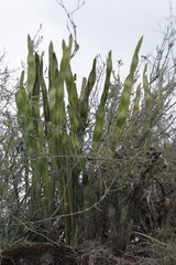Niphidium albopunctatissimum