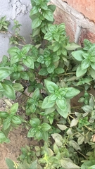 Ocimum basilicum