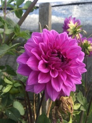 Dahlia imperialis