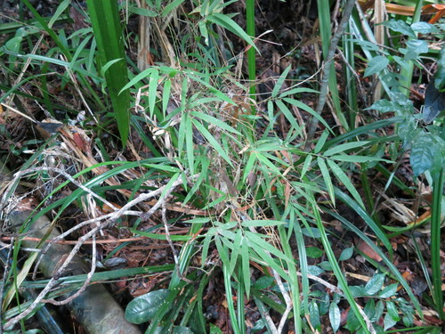 Sirochloa parvifolia image