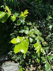 Quercus oleoides