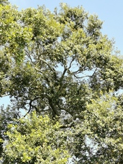 Quercus oleoides