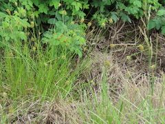 Carex unilateralis