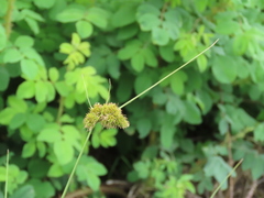 Carex unilateralis