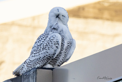 Snowy Owl photographed in Ohio