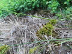 Carex unilateralis