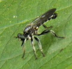 Laphria sicula
