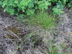 Carex unilateralis