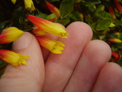 Justicia floribunda