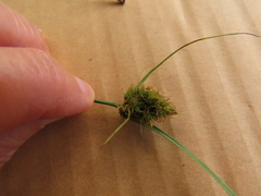 Carex unilateralis