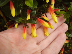 Justicia floribunda
