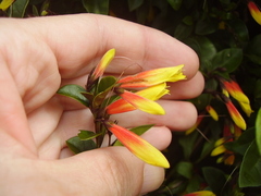 Justicia floribunda