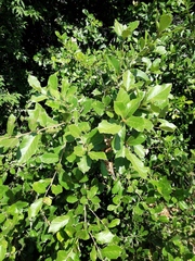 Quercus oleoides