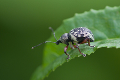 Otiorhynchus lepidopterus