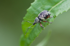 Otiorhynchus lepidopterus
