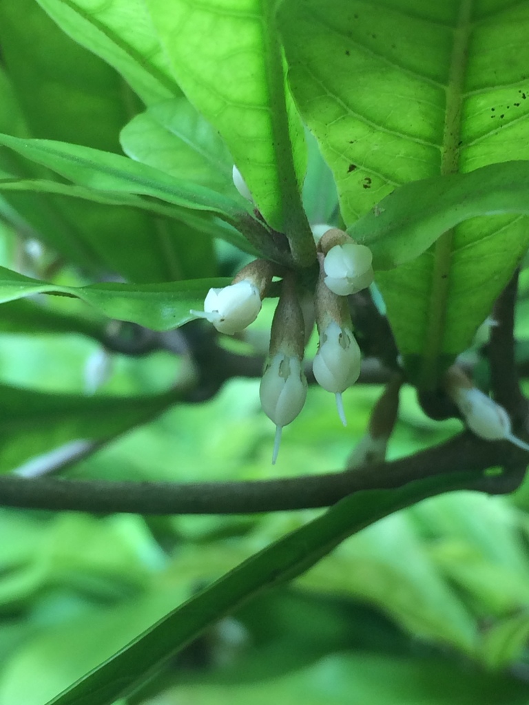 Synsepalum dulcificum, Philippines