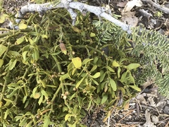 Phoradendron pauciflorum